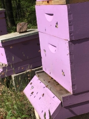 Bee-Hives-1