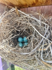 Bluebird-nest5-24