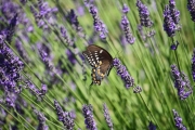 Buttefly-on-lavender-1