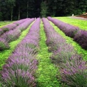 Lavender-Rows