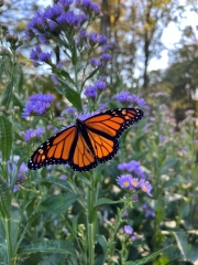 Monarch-Aster-10-6-24