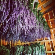 lavender-drying-shed