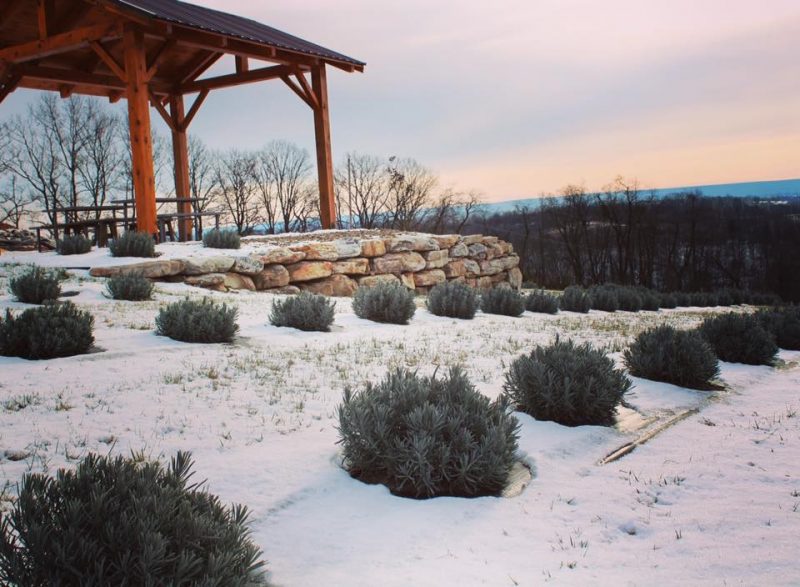 Lavender Fields Hope Hill Lavender Farm Located In Pennsylvania