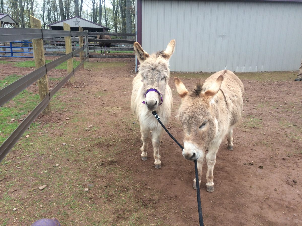 Lavender Fields Hope Hill Lavender Farm Located In Pennsylvania