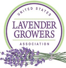 lavender farm tour