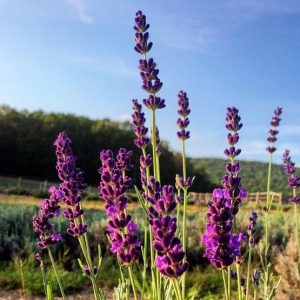 Lavender Essential Oil - Hope Hill Lavender Farm, Pennsylvania