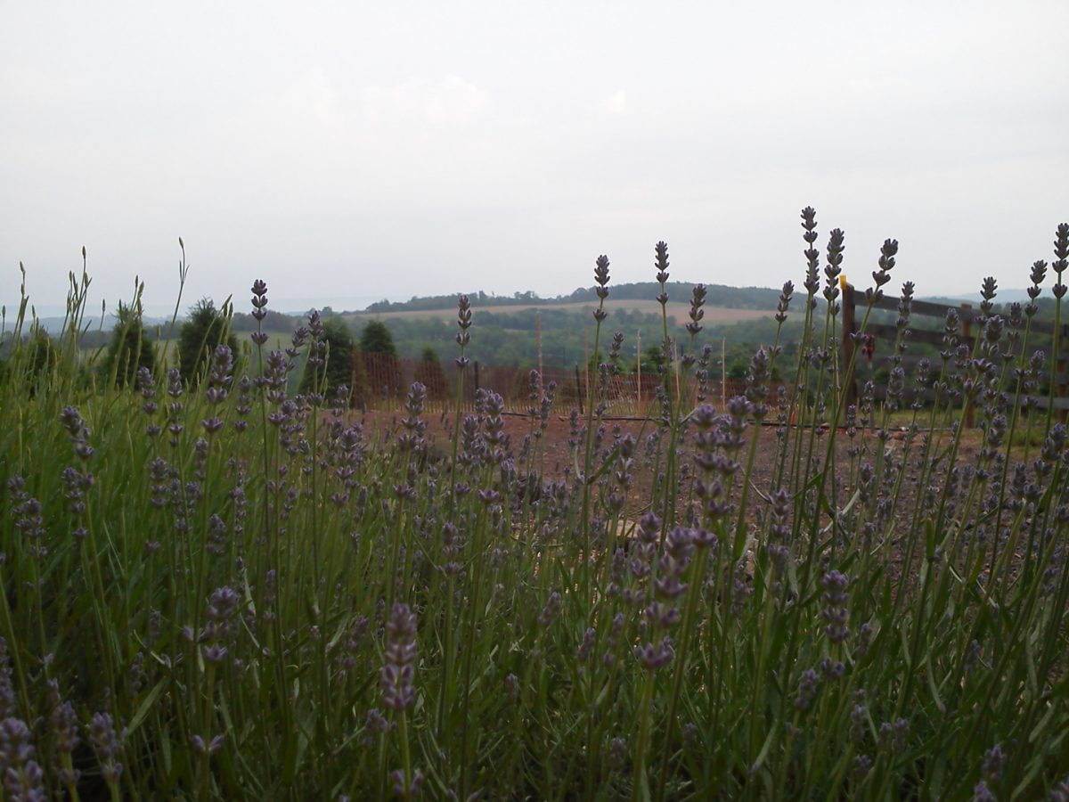Lavender Fields Hope Hill Lavender Farm Located In Pennsylvania
