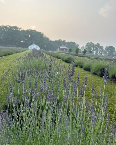 https://hopehilllavenderfarm.com/wp-content/uploads/spotlight-insta/18121236001333002-s-80-400.jpg